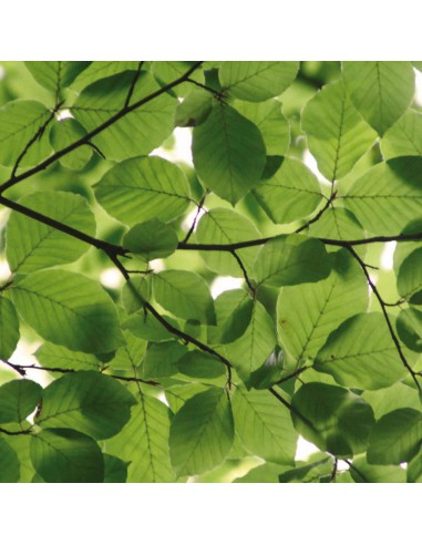 Bloc papier 30 x 30cm - 6 feuillets photos Vert - 170g/m2 - imprimé recto et verso