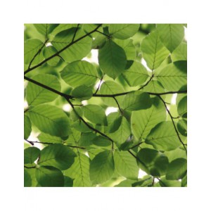 Bloc papier 30 x 30cm - 6 feuillets photos Vert - 170g/m2 - imprimé recto et verso