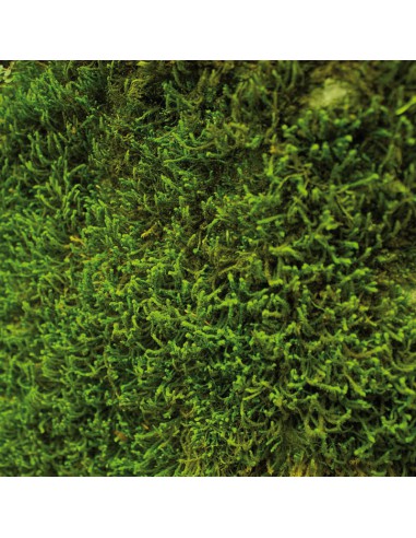 Bloc papier 30 x 30cm - 6 feuillets photos Vert - 170g/m2 - imprimé recto et verso