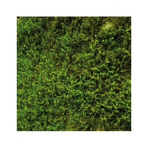 Bloc papier 30 x 30cm - 6 feuillets photos Vert - 170g/m2 - imprimé recto et verso