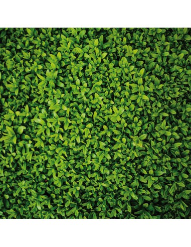 Bloc papier 30 x 30cm - 6 feuillets photos Vert - 170g/m2 - imprimé recto et verso