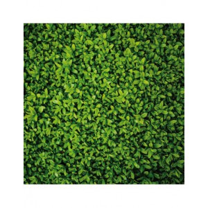 Bloc papier 30 x 30cm - 6 feuillets photos Vert - 170g/m2 - imprimé recto et verso