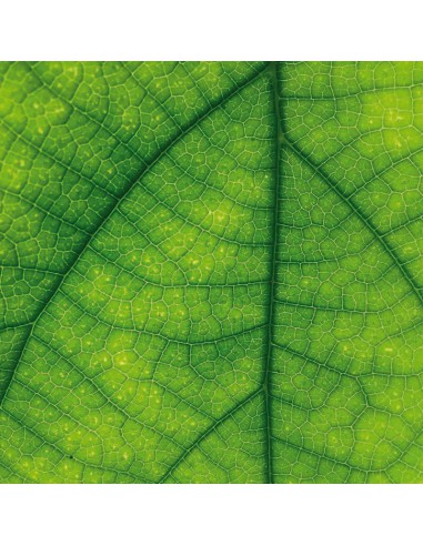 Bloc papier 30 x 30cm - 6 feuillets photos Vert - 170g/m2 - imprimé recto et verso