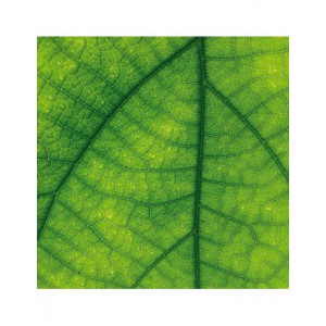 Bloc papier 30 x 30cm - 6 feuillets photos Vert - 170g/m2 - imprimé recto et verso