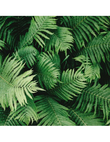 Bloc papier 30 x 30cm - 6 feuillets photos Vert - 170g/m2 - imprimé recto et verso