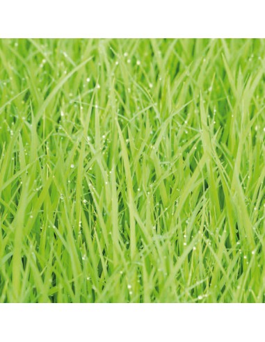 Bloc papier 30 x 30cm - 6 feuillets photos Vert - 170g/m2 - imprimé recto et verso