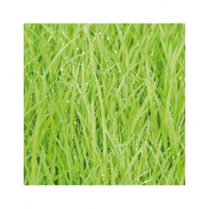 Bloc papier 30 x 30cm - 6 feuillets photos Vert - 170g/m2 - imprimé recto et verso